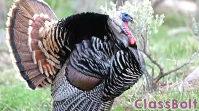 Hardware Wildlife Education Center to host Turkey Tales exhibit in November