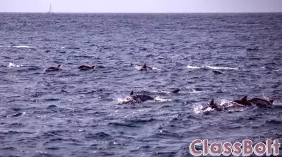 Take an educational whale watching tour with Aquarium of the Pacific naturalists